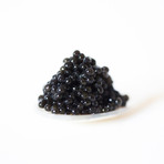 Wild Hackleback + Paddlefish