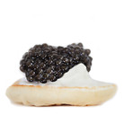 Wild Hackleback + Paddlefish