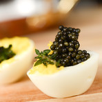 Wild Hackleback + Paddlefish