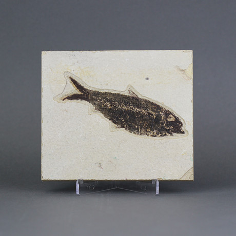 Fossilized Fish (3.5"-3.6")