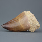 Mosasaur Tooth (.75"-1")
