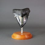 Megalodon Shark Tooth + Pyrite Inlay (4.5")