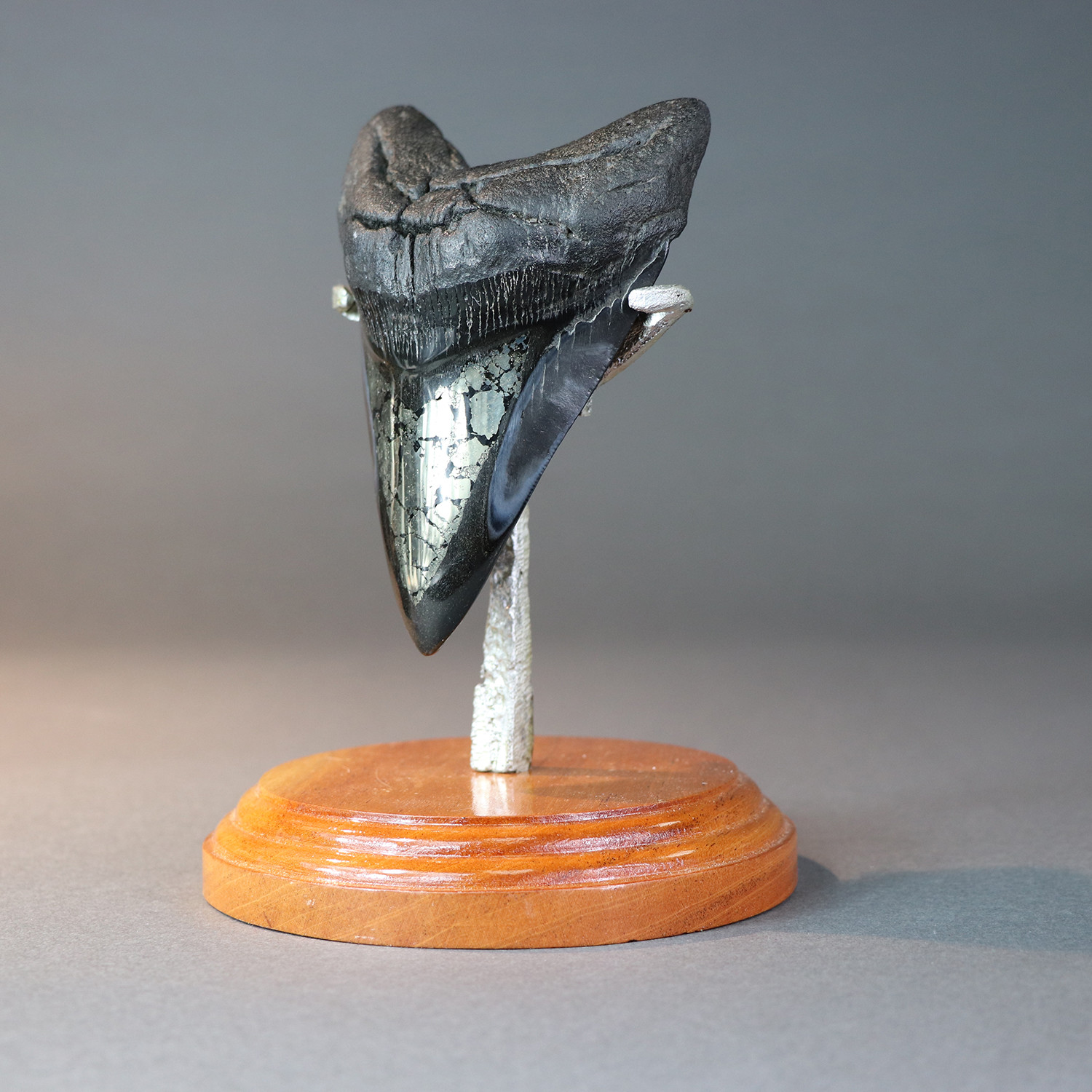 Megalodon Shark Tooth + Pyrite Inlay (6.24