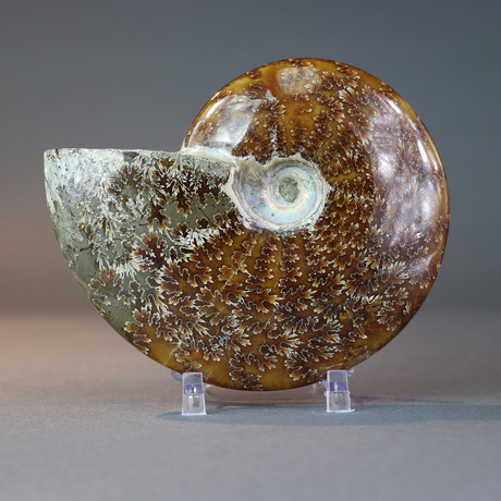 Ammonite + Sutures (4.75"-5.5")