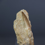 Fossilized Plesiosaur Tooth (1.5"-1.75")