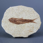 Fossilized Knightia Fish