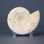 White Ammonite (2.6"-3.5")