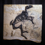 Fossilized Horse