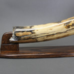 Mammoth Tusk (23.5")