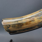 Mammoth Tusk (23.5")