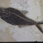 Fossilized Fish // Diplomystus (13.25")