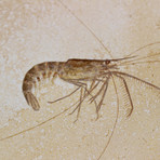 Fossilized Shrimp