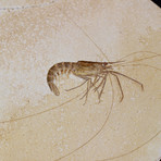 Fossilized Shrimp