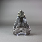 Megalodon Shark Tooth + Pyrite Inlay (4.5")