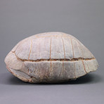 Fossilized Tortoise