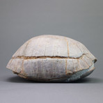 Fossilized Tortoise