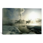 Bull Elk Silhouette At Sunrise, Castle Geyser // Jim Zuckerman (26"W x 18"H x 0.75"D)