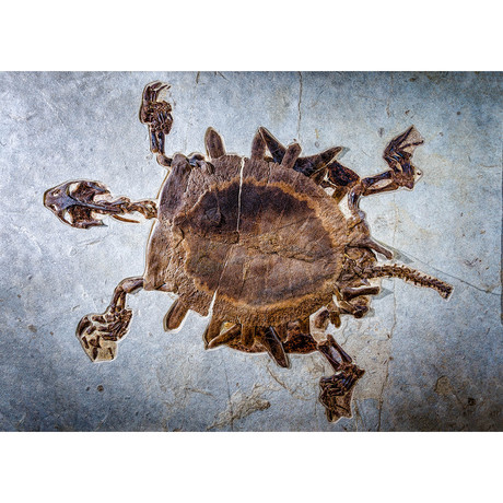 Giant Fossilized Softshell Turtle