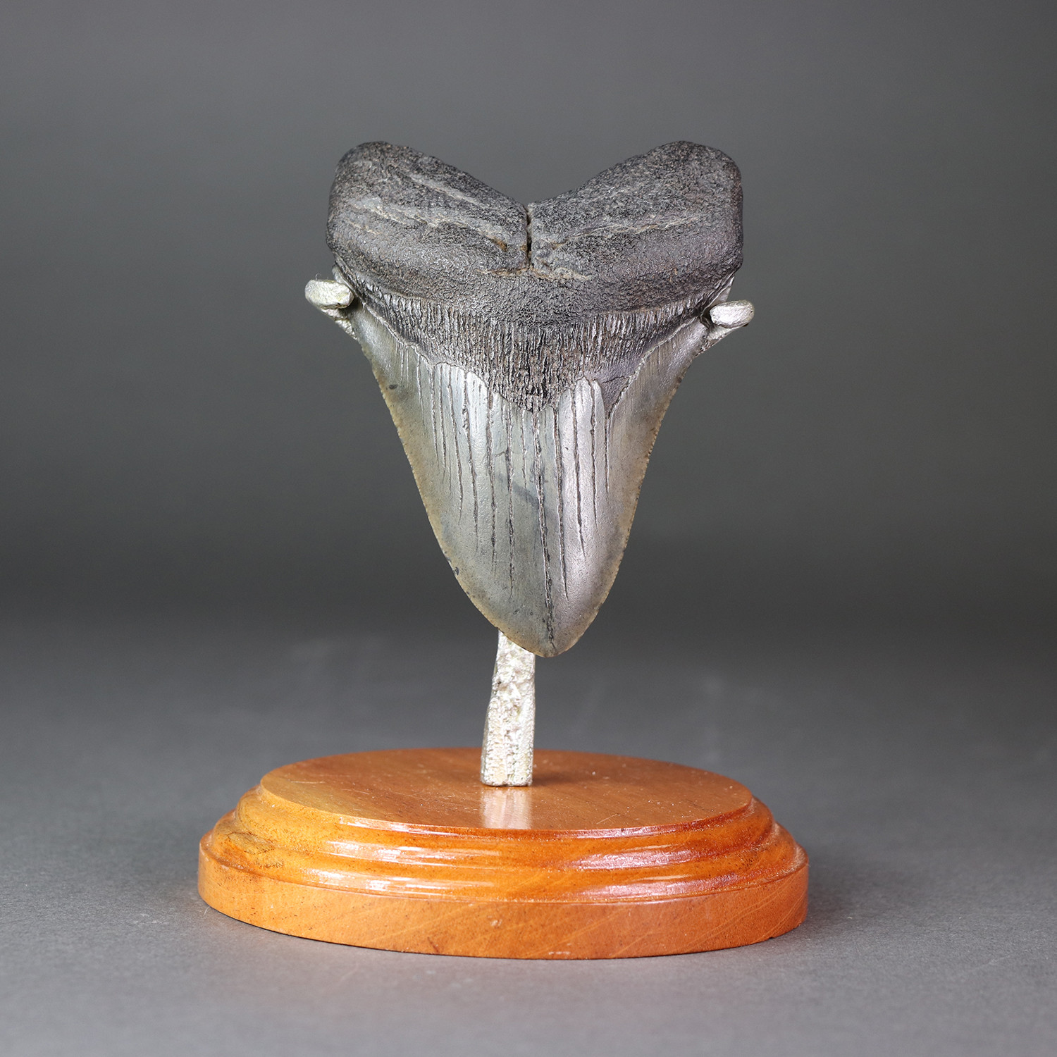 Megalodon Shark Tooth - Fossil Realm - Touch of Modern