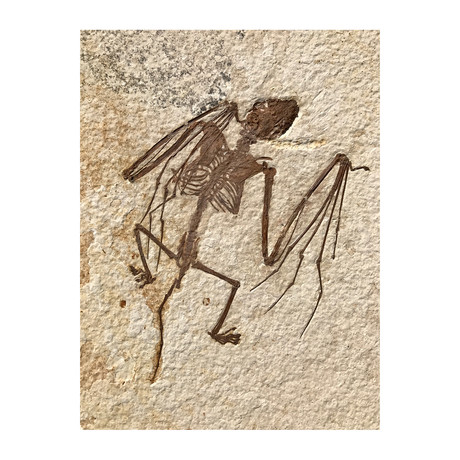World's Oldest Bat Fossil // 52 Million Years Old