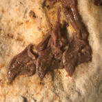 World's Oldest Bat Fossil // 52 Million Years Old