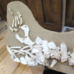 Mosasaur Partial Skeleton Display
