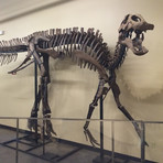 70 Million Year Old Hadrosaur Dinosaur Skeleton