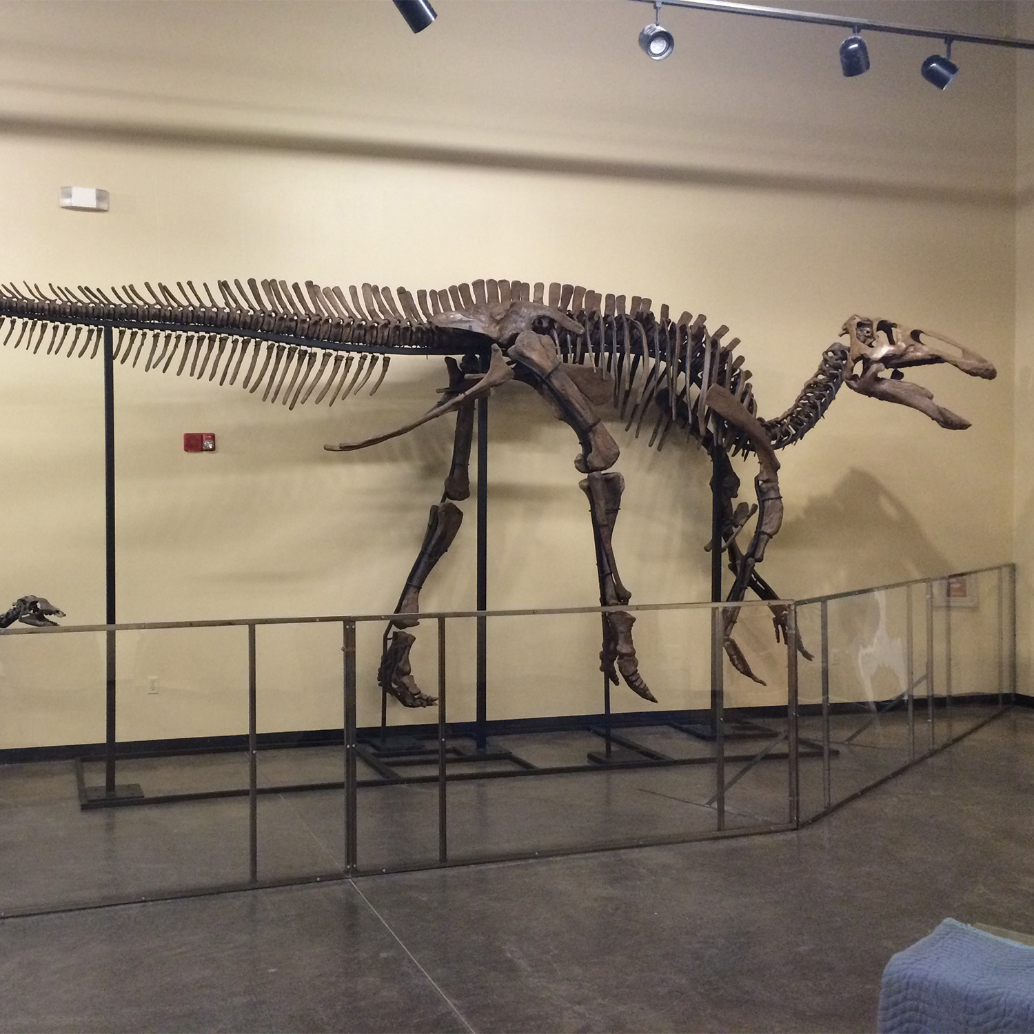 70 Million Year Old Hadrosaur Dinosaur Skeleton - Fossil Shack - Touch ...
