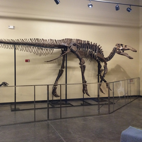 70 Million Year Old Hadrosaur Dinosaur Skeleton