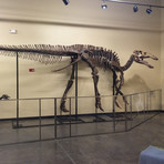 70 Million Year Old Hadrosaur Dinosaur Skeleton