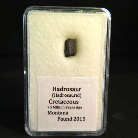 Hadrosaur Teeth