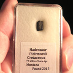 Hadrosaur Teeth