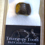 Authentic Triceratops Teeth