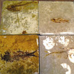 Fossil Coasters