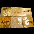 Fossil Coasters