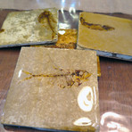 Fossil Coasters