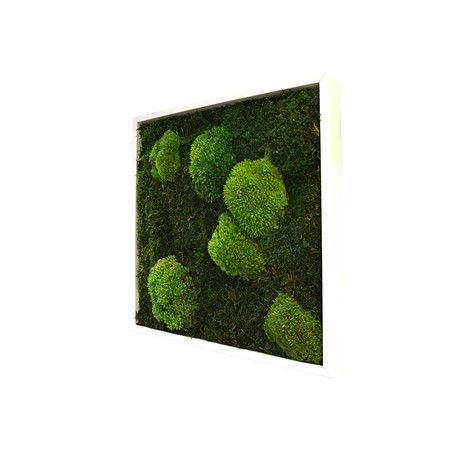 Nature // Bun Moss // Square (Regular)