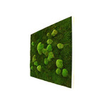 Nature // Bun Moss // Square (Regular)