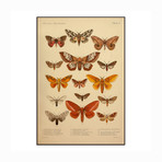 American Lepidoptera (8.5"W x 12.5"H x 1"D)