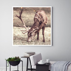 Grazing (30"W x 24"H x 1.5"D)