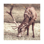 Grazing (30"W x 24"H x 1.5"D)