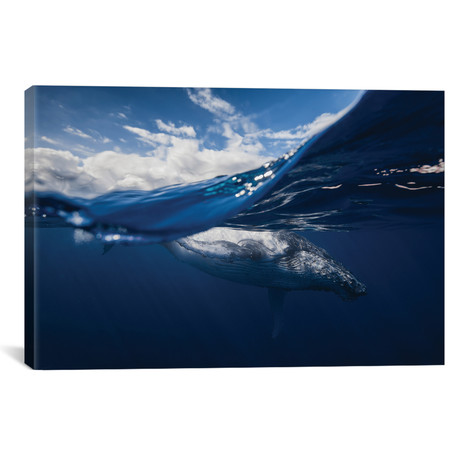 Humpback Whale And The Sky // Barathieu Gabriel (18"W x 26"H x 0.75"D)