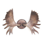 Contemporary Moose Antlers Wall Hanger Wall Art