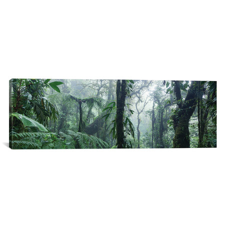 Monteverde Cloud Forest Panorama, Costa Rica (36"W x 12"H x 0.75"D)
