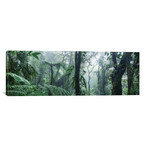 Monteverde Cloud Forest Panorama, Costa Rica (36"W x 12"H x 0.75"D)