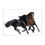 Black + Brown Horse