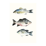 Fish Grouping II