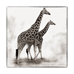 Giraffe II