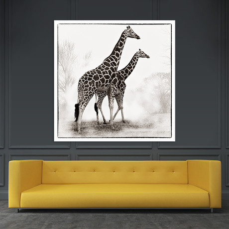 Giraffe II