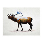 Rocky Mountain Elk